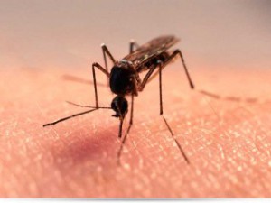 Решение проблемы надоедливых комаров